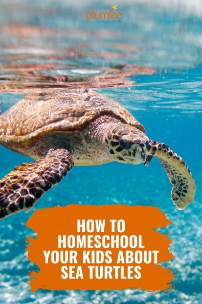 How to Homeschool Your Kids About Sea Turtles pin