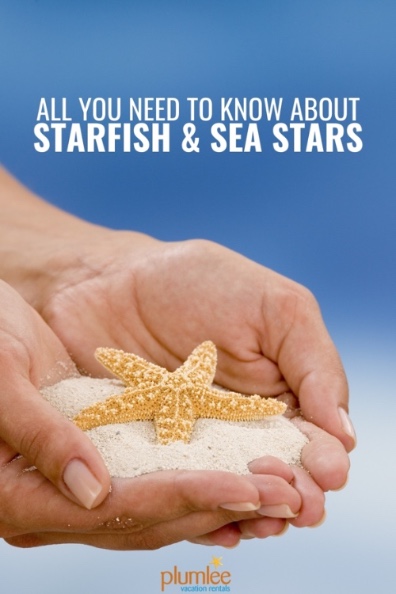 All You Need to Know About Starfish and Sea Stars