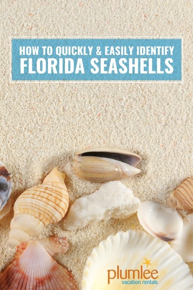 How to Quickly and Easily Identify Florida Seashells | Plumlee Vacation rentals