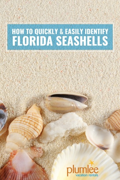 How to Quickly and Easily Identify Florida Seashells