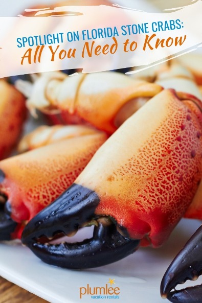 Spotlight on Florida Stone Crabs: All You Need to Know | Plumlee Vacation Rentals