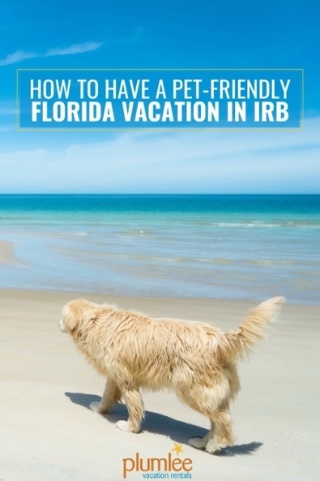 How to Have a Pet-Friendly Florida Vacation in IRB | Plumlee Indian Rocks Beach Condo Rentals