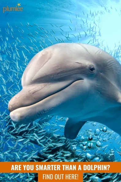 Are You Smarter Than a Dolphin? Find Out Here!