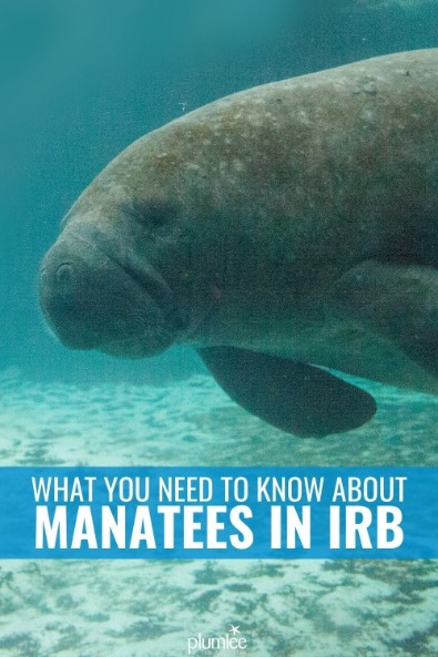 What You Need to Know About Manatees in IRB