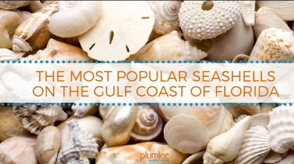 The Most Popular Seashells on the Gulf Coast of Florida | Plumlee Gulf Beach Vacations