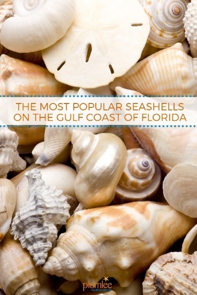 The Most Popular Seashells on the Gulf Coast of Florida | Plumlee Vacation Rentals