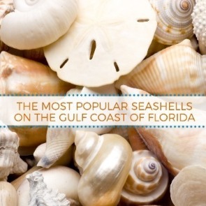 The Most Popular Seashells on the Florida Gulf Coast blog post | Plumlee Gulf Beach Vacation Rentals