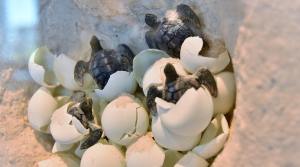 Sea turtles nest with eggs hatching on beach | Plumlee Vacation Rentals Indian Rocks Beach