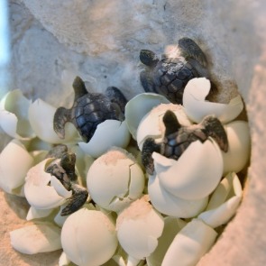 baby sea turtles hatching | Plumlee Gulf Beach Realty