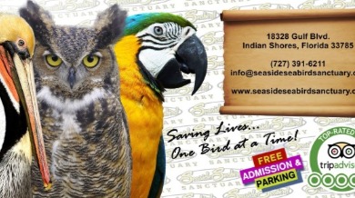 Seaside Seabird Sanctuary in Indian Shores, Florida | Plumlee Indian Rocks Beach Vacation Rentals