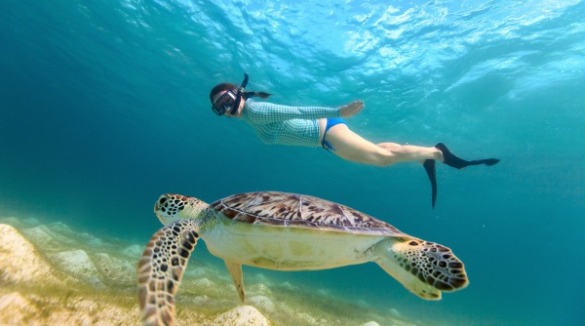 Woman snorkeling with sea turtle | Plumlee Vacation Rentals Indian Rocks Beach