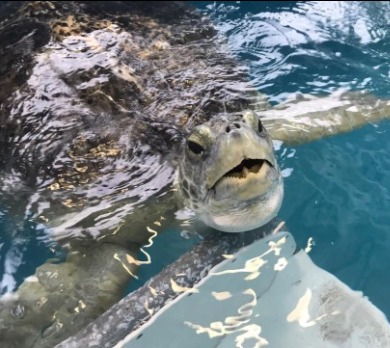 Sea Turtle Swimming in Tank at Clearwater Marine Aquarium | Plumlee Gulf Beach Vacation Rentals