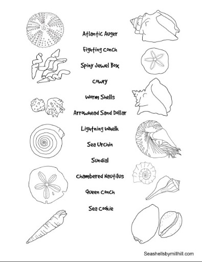 Seashell Coloring and Matching Printable | Plumlee Gulf Beach Realty