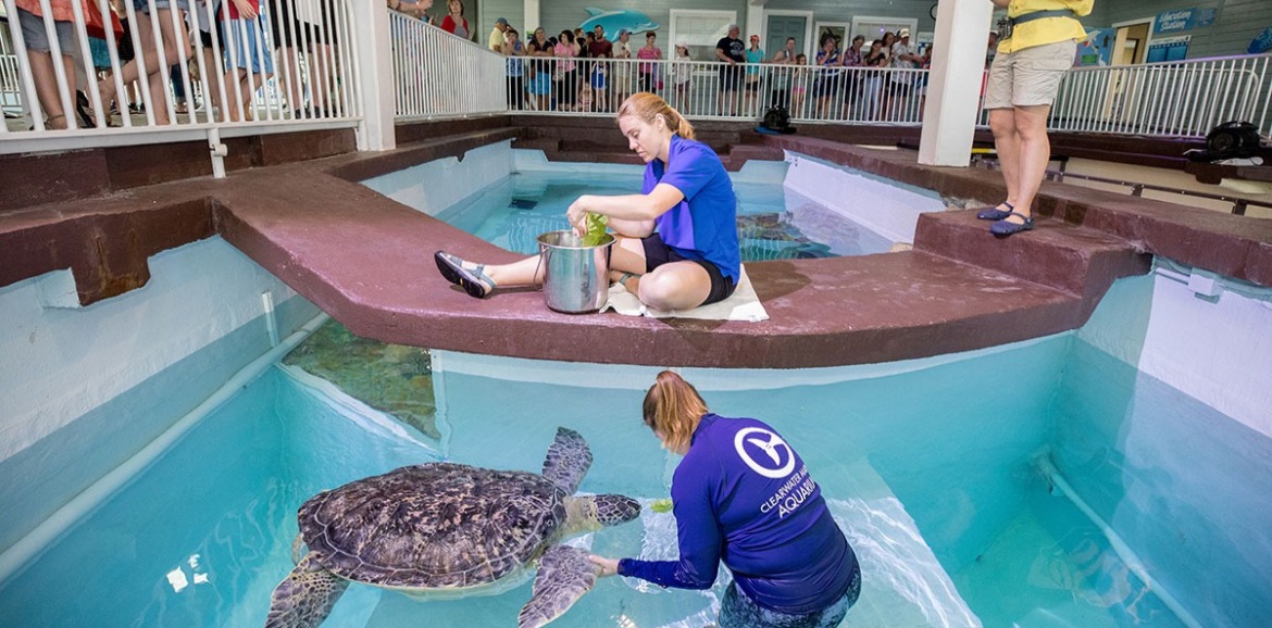 sea turtle at clearwater marine aquarium | Plumlee Vacation Rentals